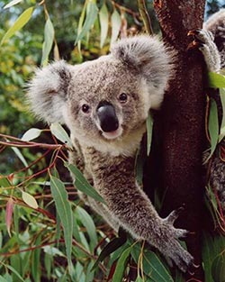 koala